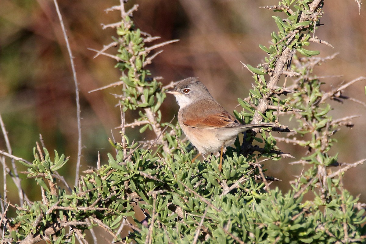 Spectacled Warbler - ML620666258