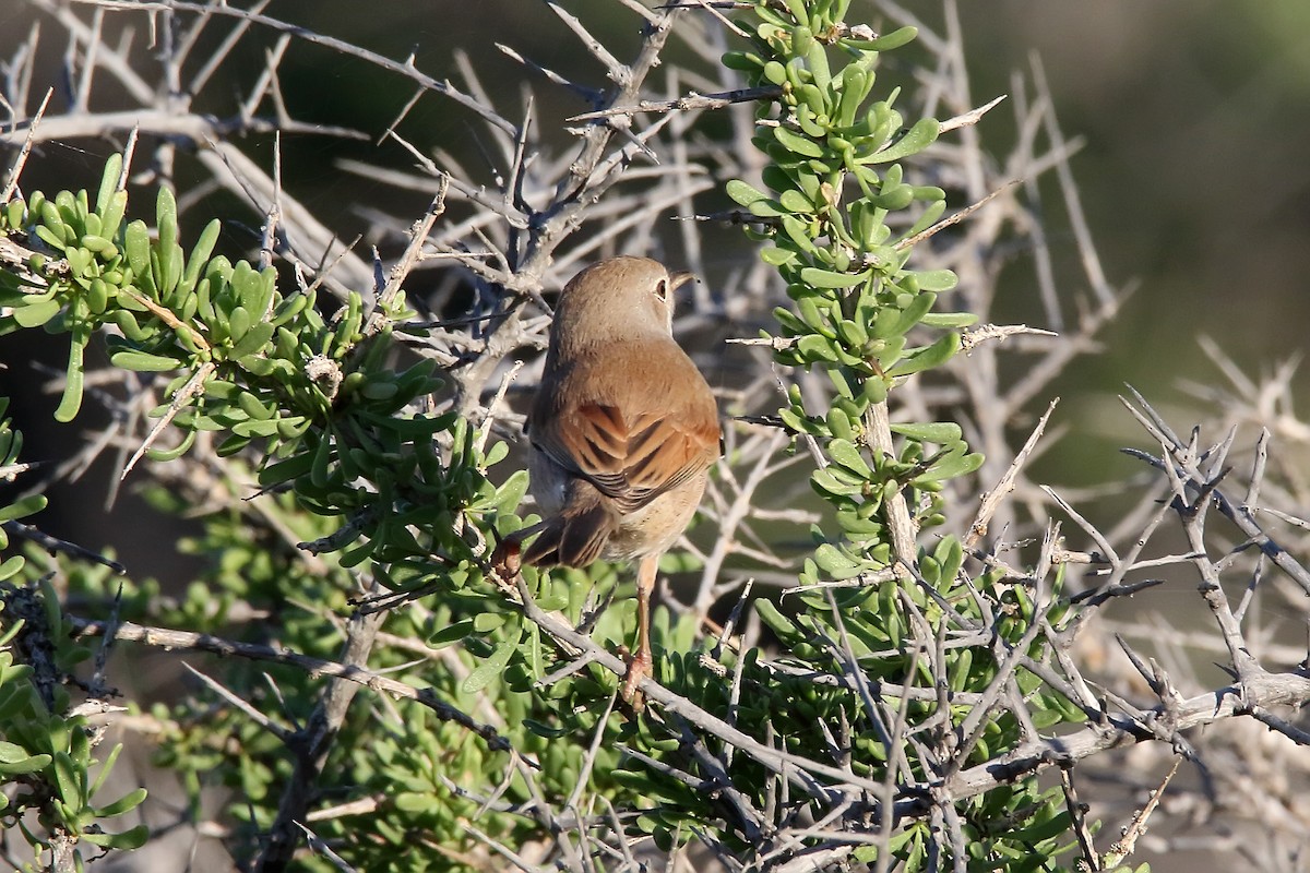 Spectacled Warbler - ML620666259
