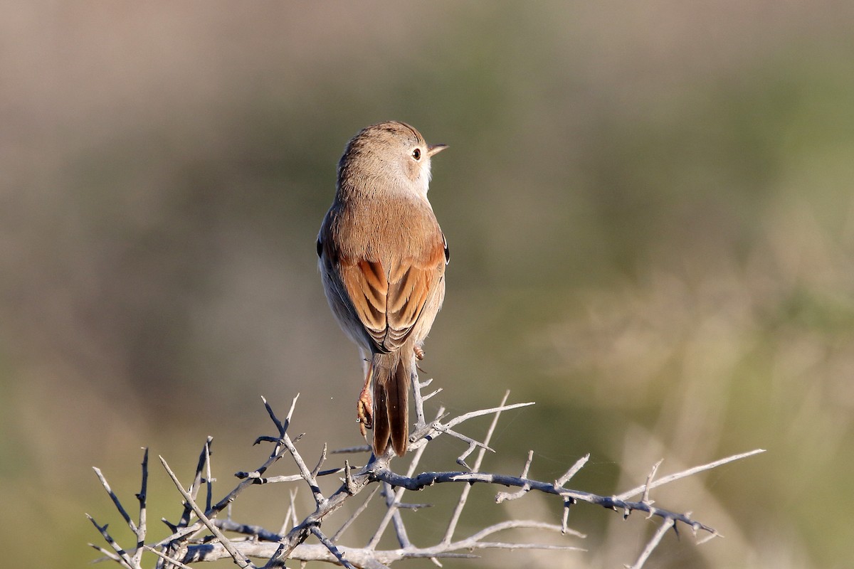 Spectacled Warbler - ML620666260