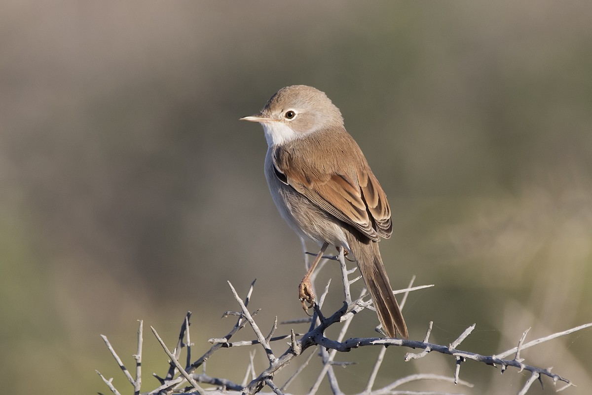 Spectacled Warbler - ML620666261
