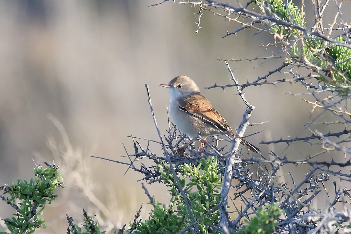 Spectacled Warbler - ML620666262