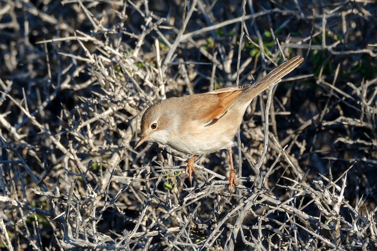 Spectacled Warbler - ML620666263