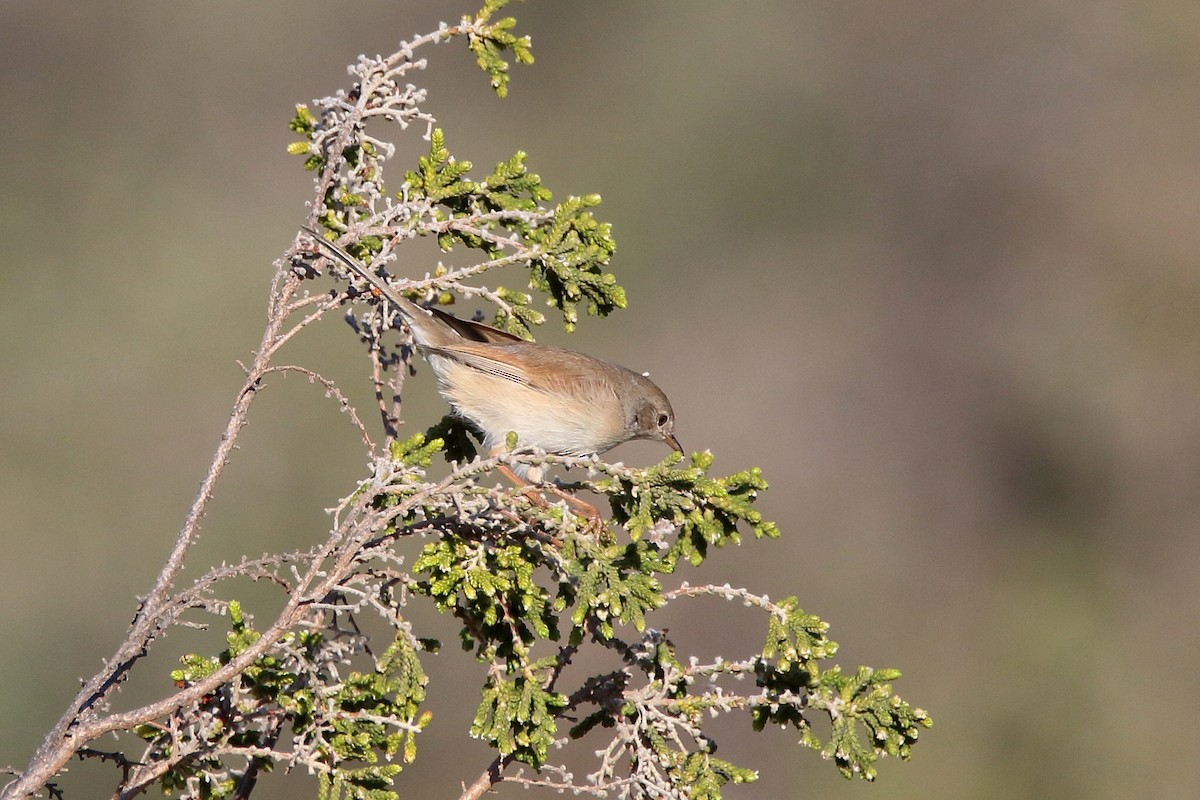 Spectacled Warbler - ML620666264