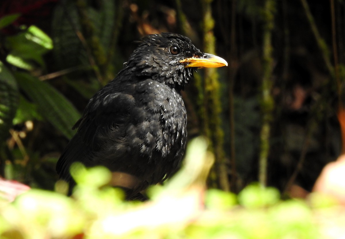 Blue Whistling-Thrush - ML620666266