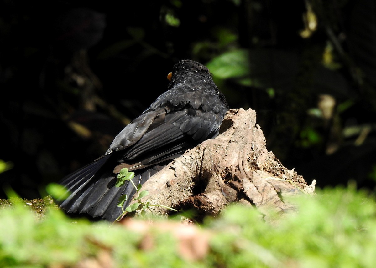 Blue Whistling-Thrush - ML620666267