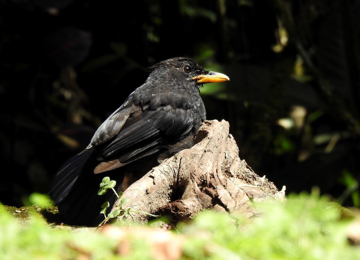 Blue Whistling-Thrush - ML620666268