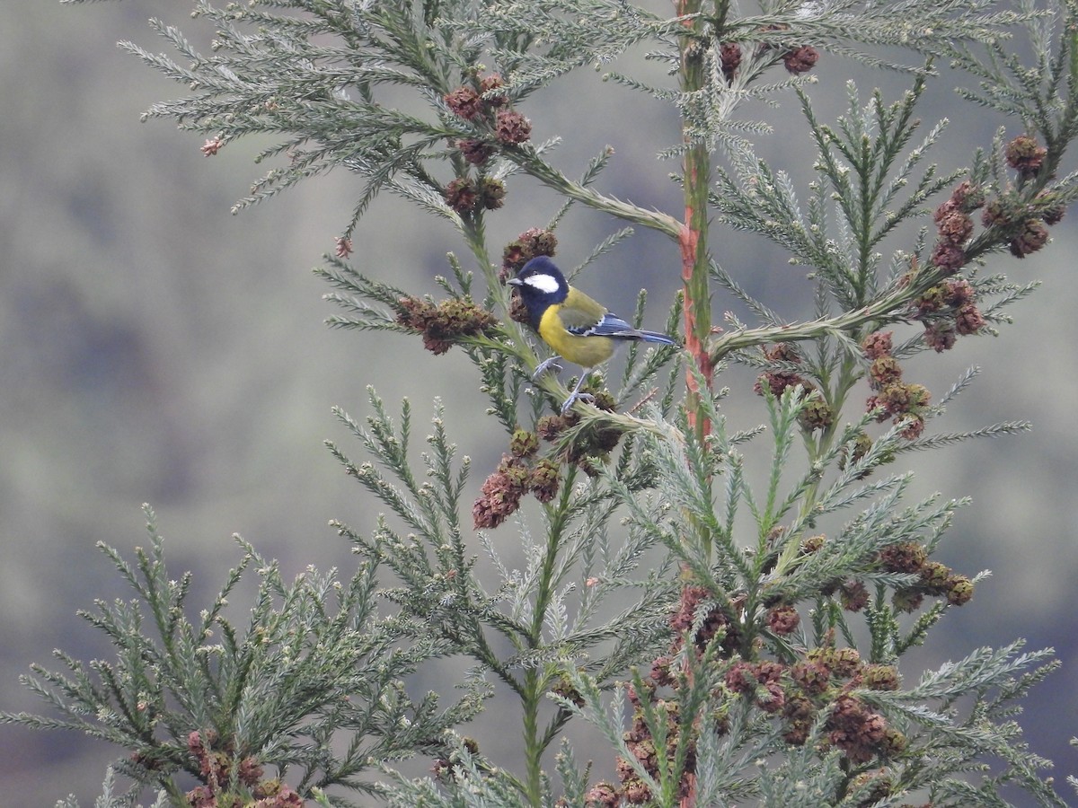 Green-backed Tit - ML620666269