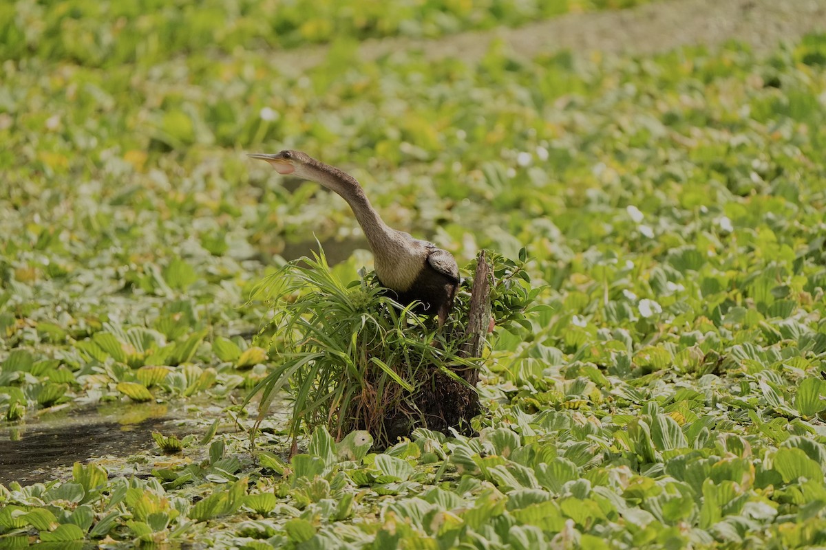 アメリカヘビウ - ML620666270