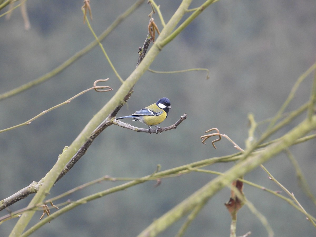 Green-backed Tit - ML620666271