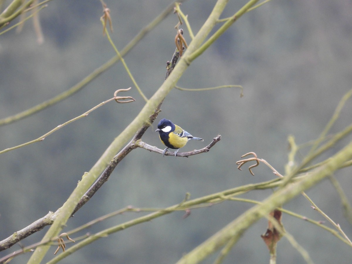 Green-backed Tit - ML620666273