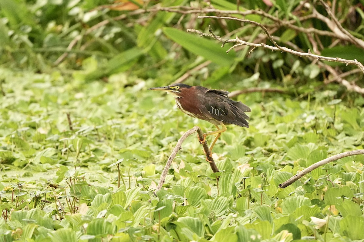 Green Heron - ML620666274