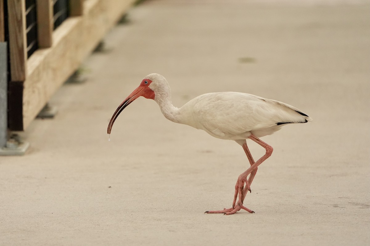 ibis bílý - ML620666275