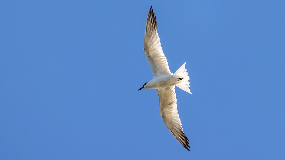 Australian Tern - ML620666276