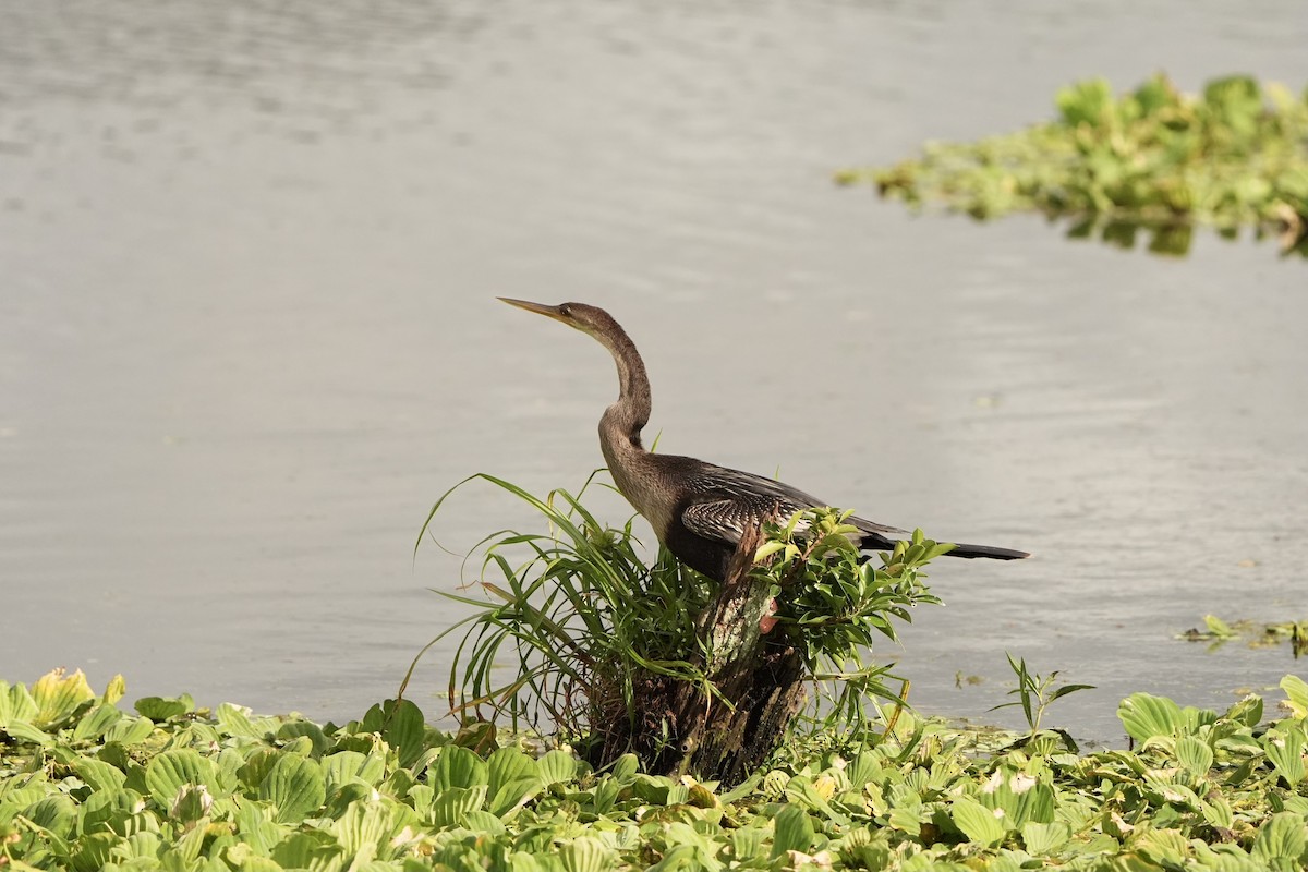 Anhinga d'Amérique - ML620666277