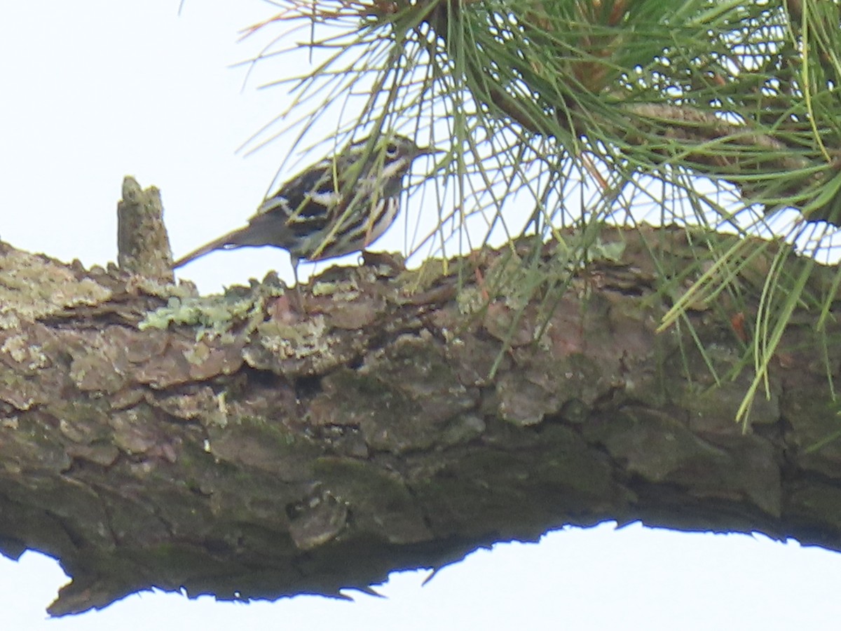 Black-and-white Warbler - ML620666278