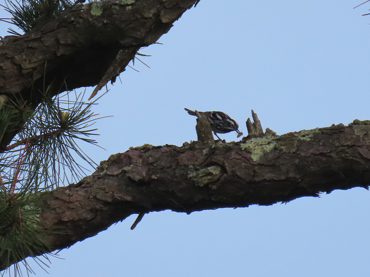 Black-and-white Warbler - ML620666279