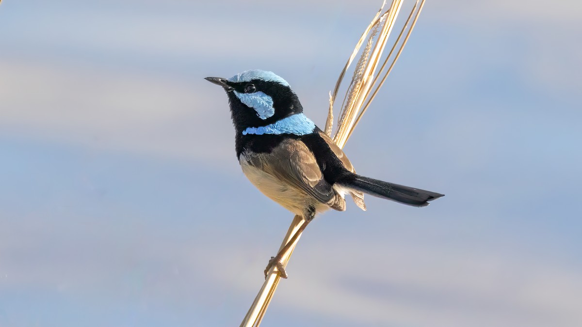 Superb Fairywren - ML620666280