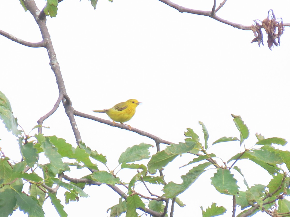 Yellow Warbler - ML620666281