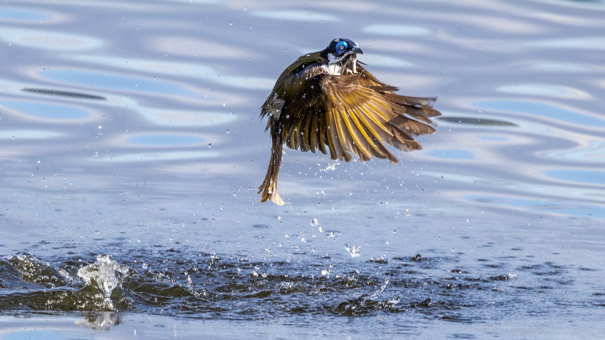 Blue-faced Honeyeater - ML620666282