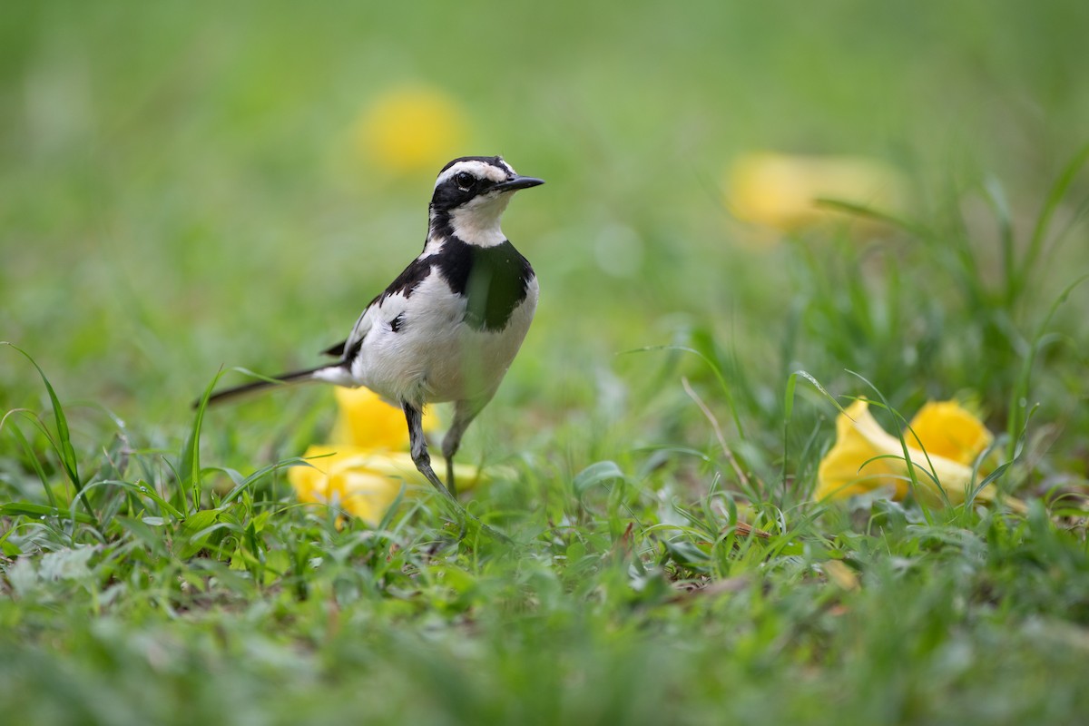 African Pied Wagtail - ML620666283