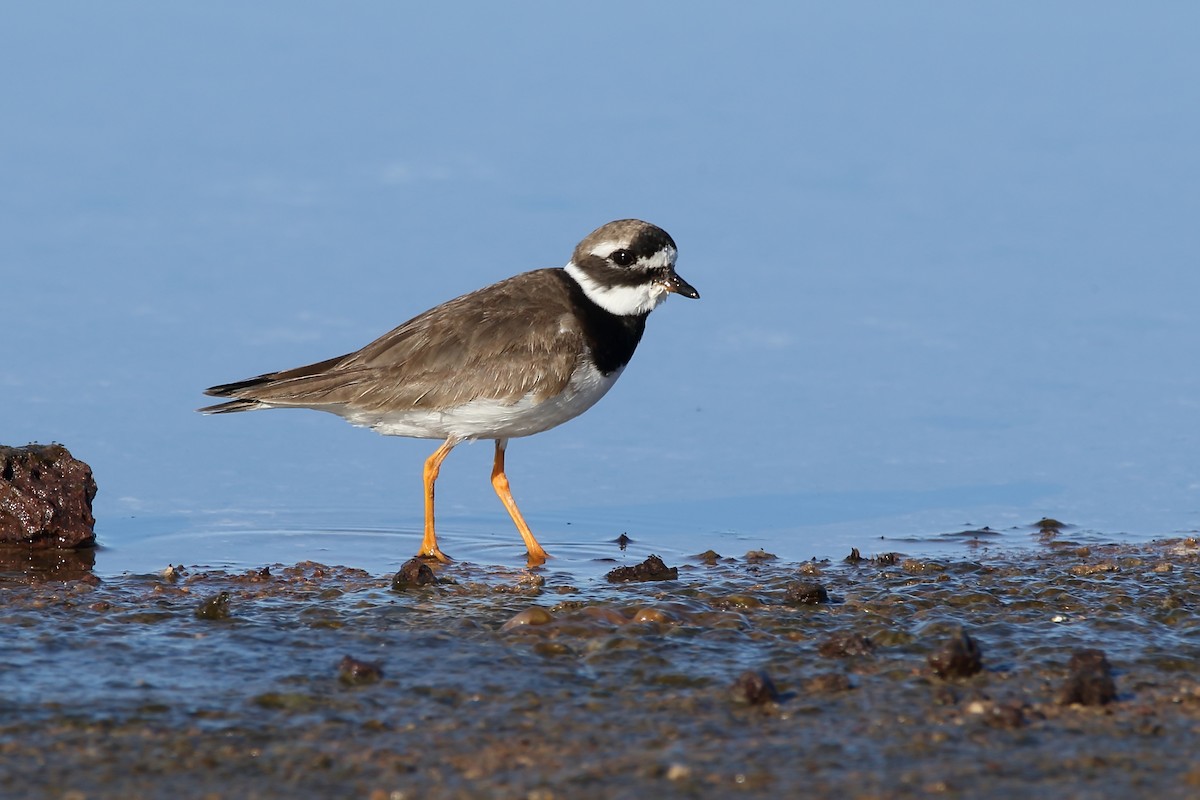 Common Ringed Plover - ML620666284