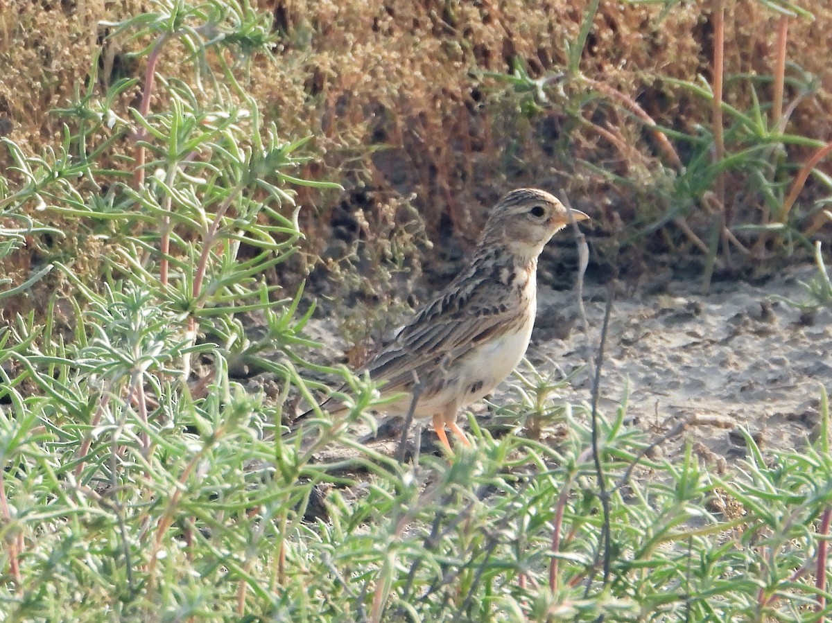 Turkestan Short-toed Lark - Martin Rheinheimer