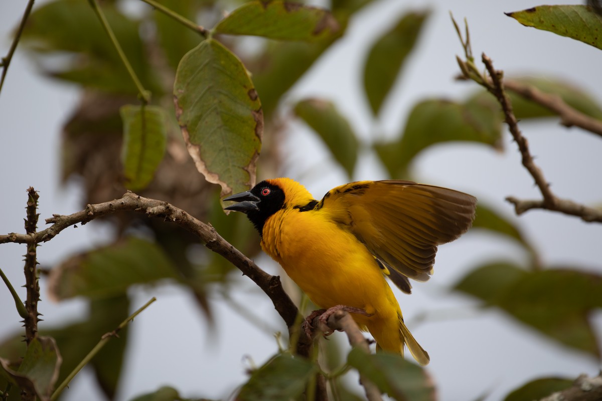 Village Weaver - Rémi Pichard