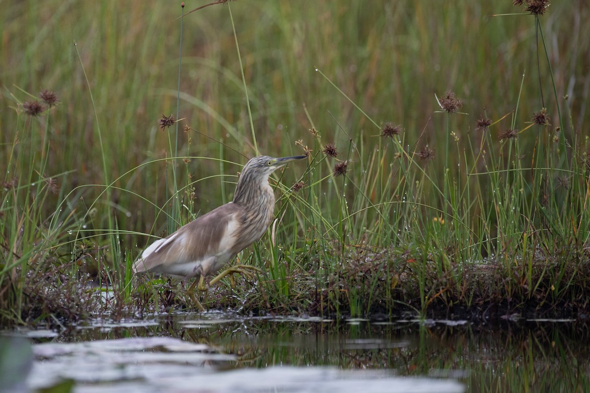 Squacco Heron - ML620666288