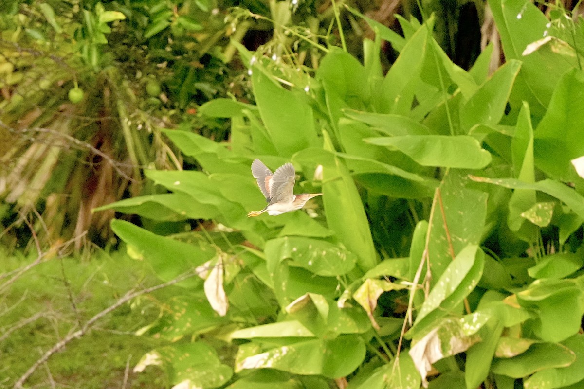 Least Bittern - ML620666291