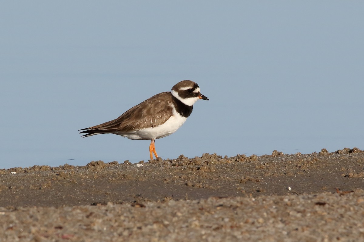 Common Ringed Plover - ML620666292