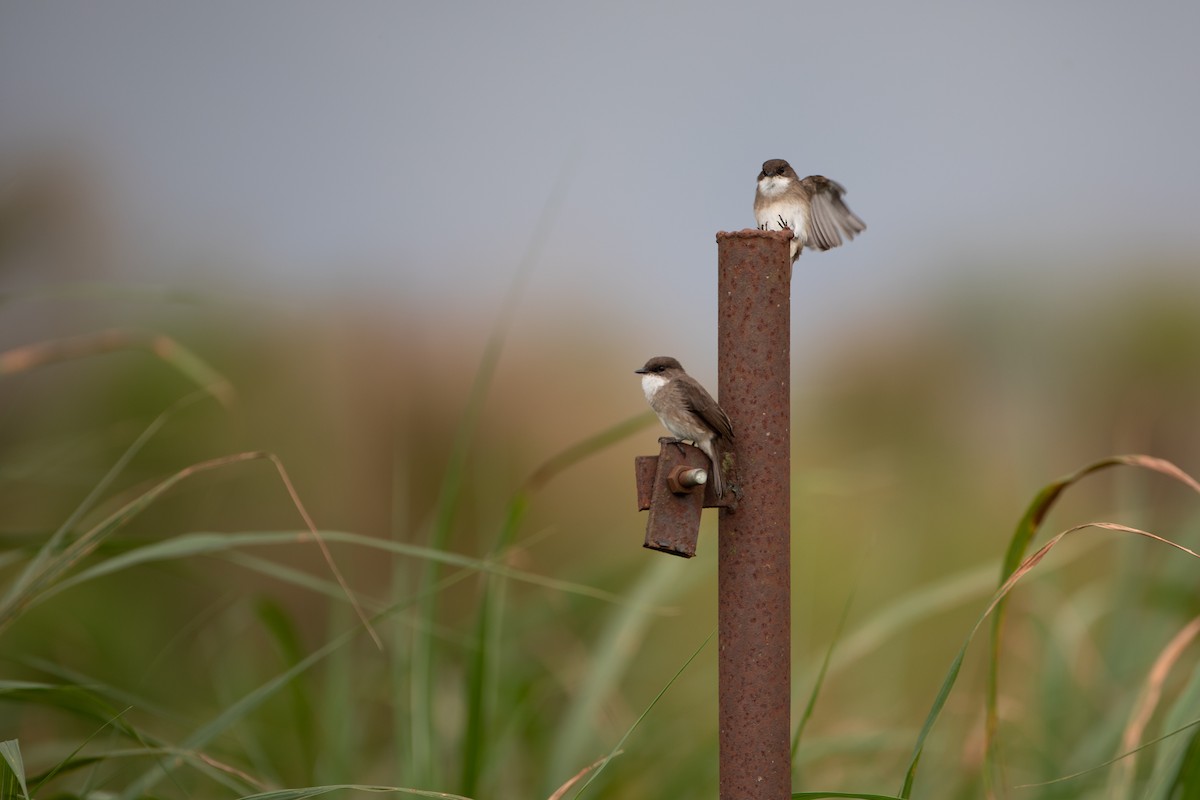 Swamp Flycatcher - ML620666294