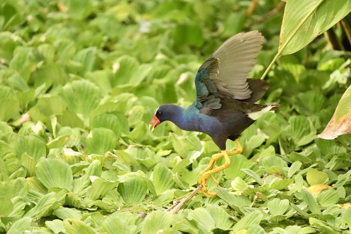 Purple Gallinule - ML620666295