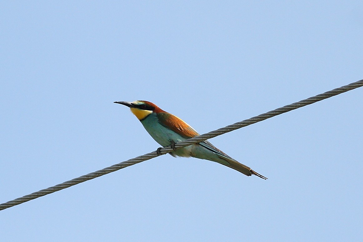 European Bee-eater - ML620666298
