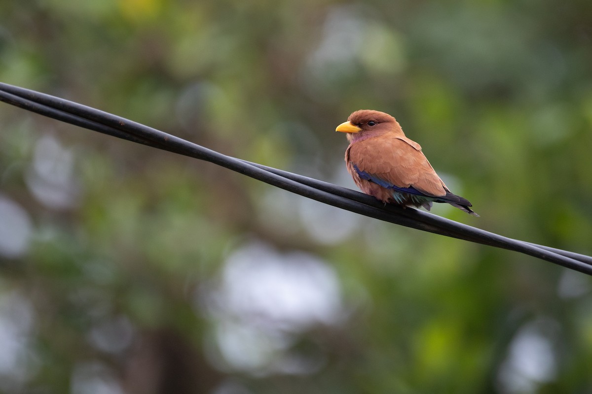 Broad-billed Roller - ML620666299