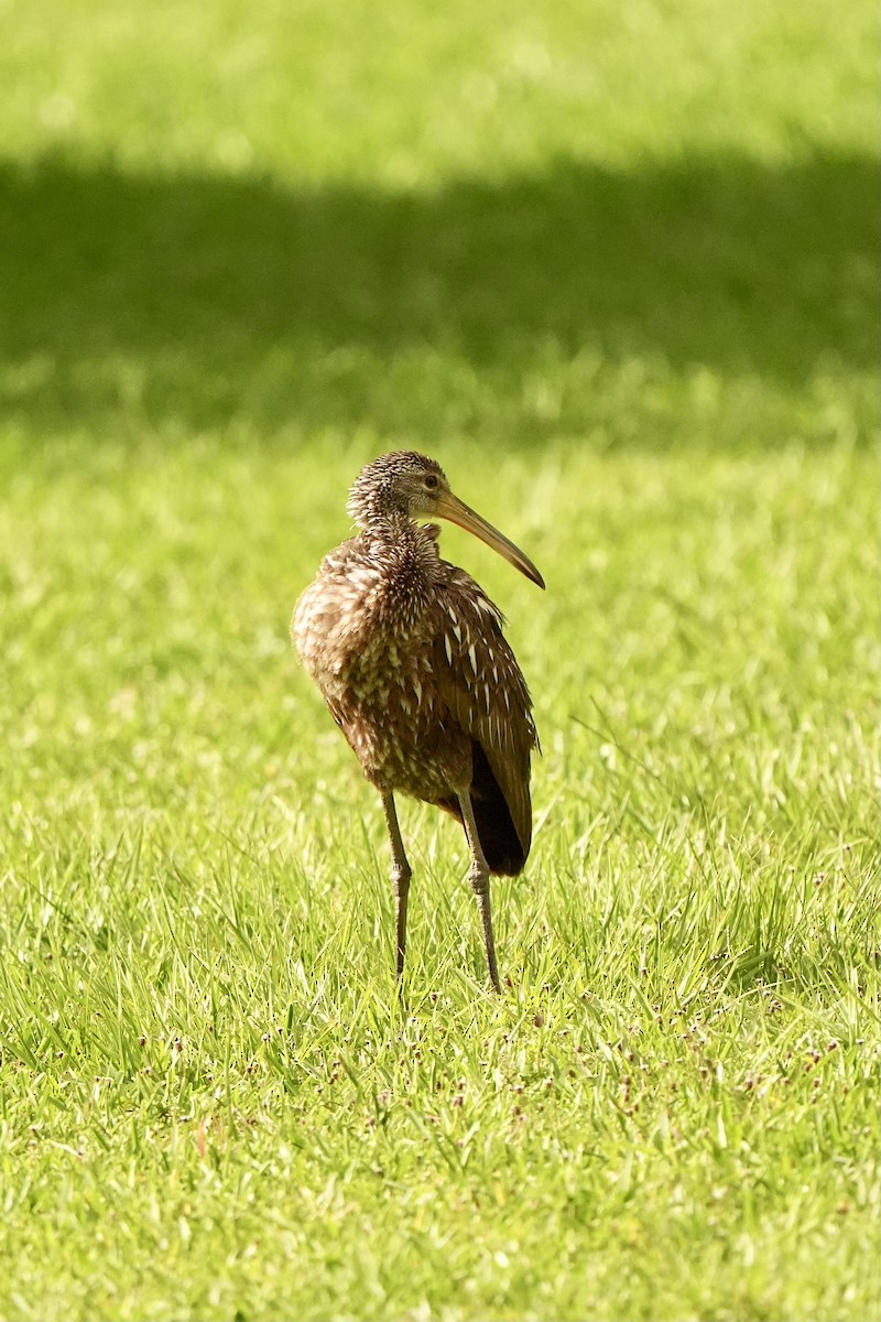 Limpkin - ML620666300