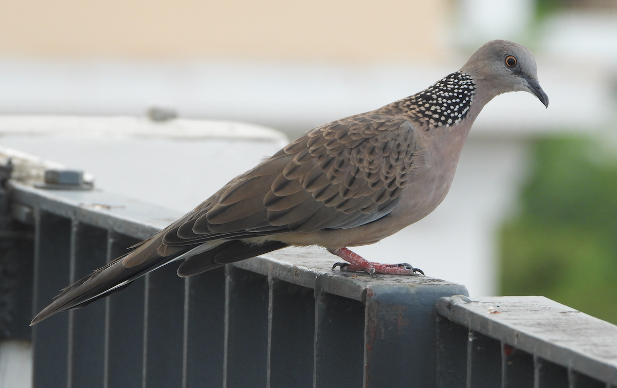 珠頸斑鳩 - ML620666301