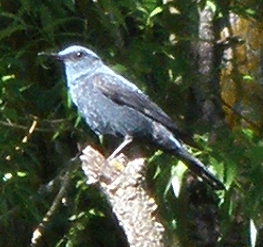 Blue Rock-Thrush - ML620666302