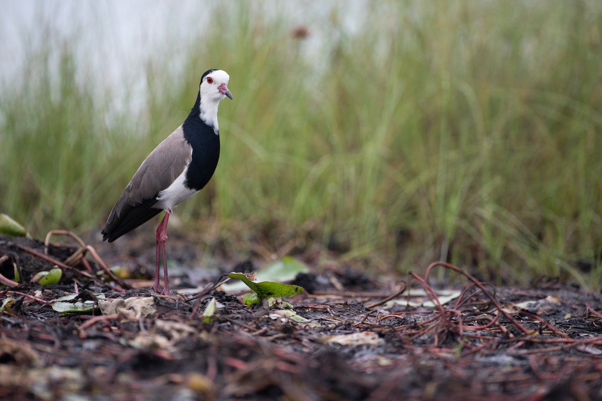 Long-toed Lapwing - ML620666303