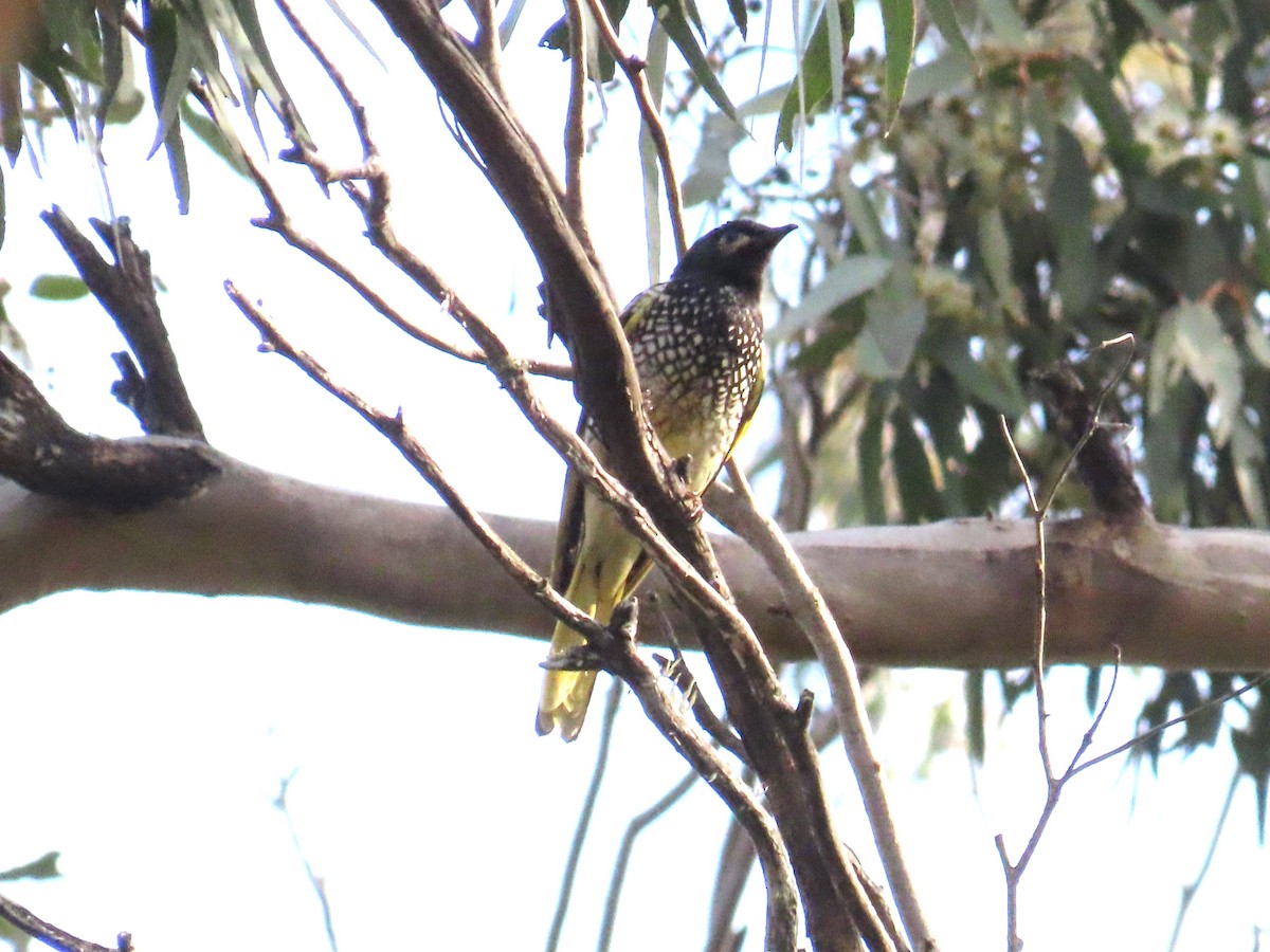 Regent Honeyeater - ML620666305