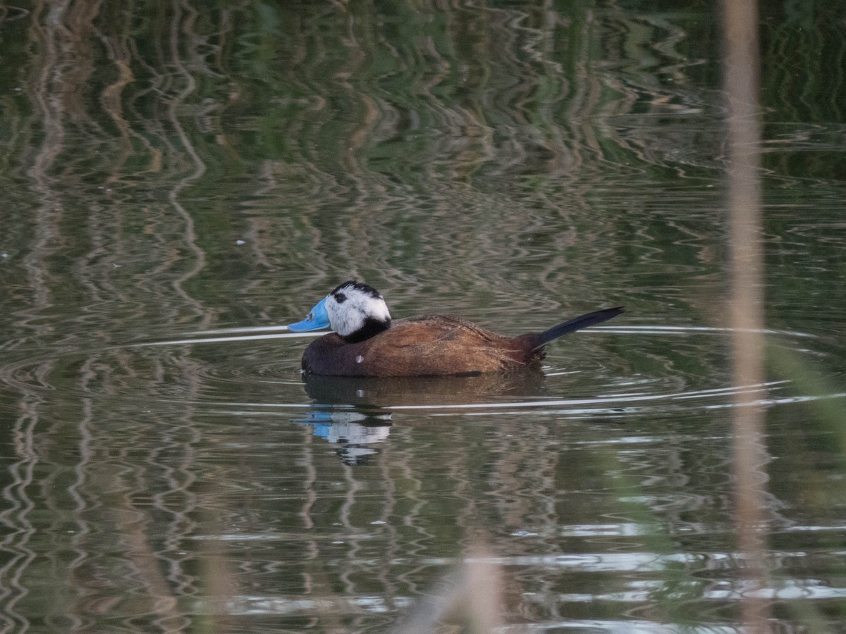 White-headed Duck - ML620666307