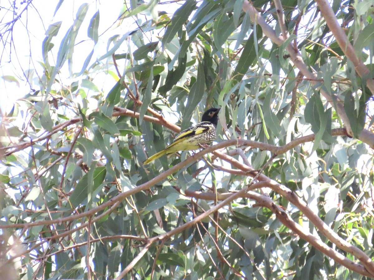 Regent Honeyeater - ML620666308