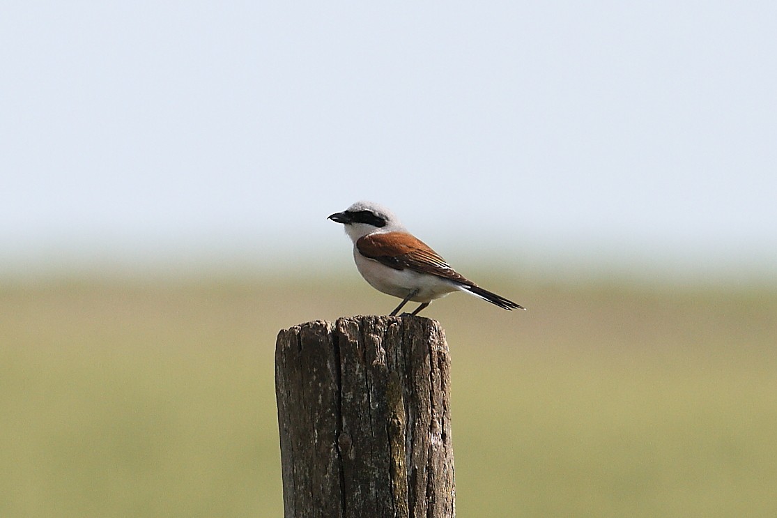 Red-backed Shrike - Snežana Panjković