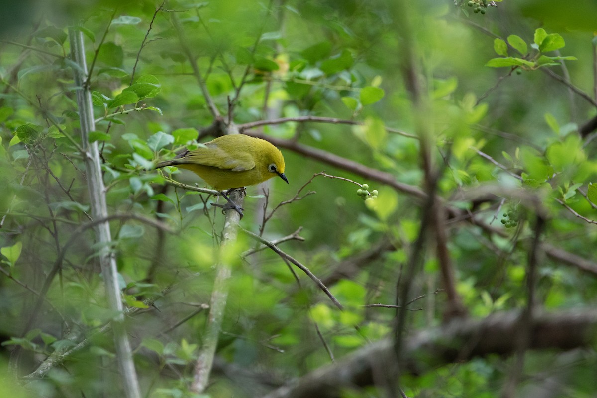 Northern Yellow White-eye - ML620666310