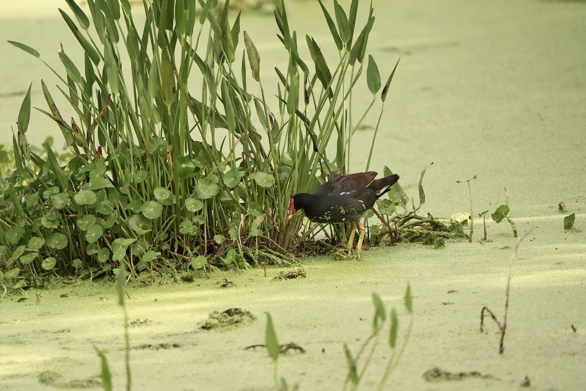 Common Gallinule - ML620666311