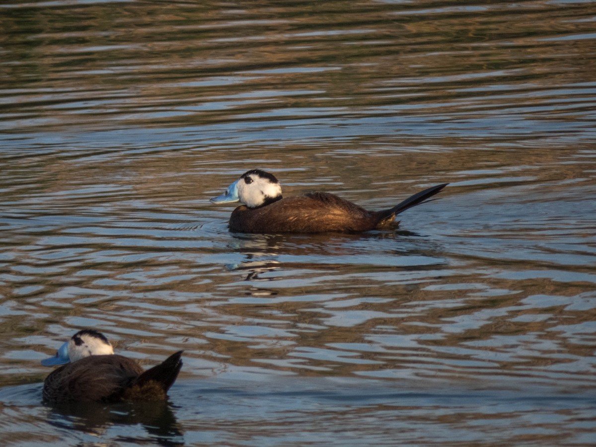 White-headed Duck - ML620666312