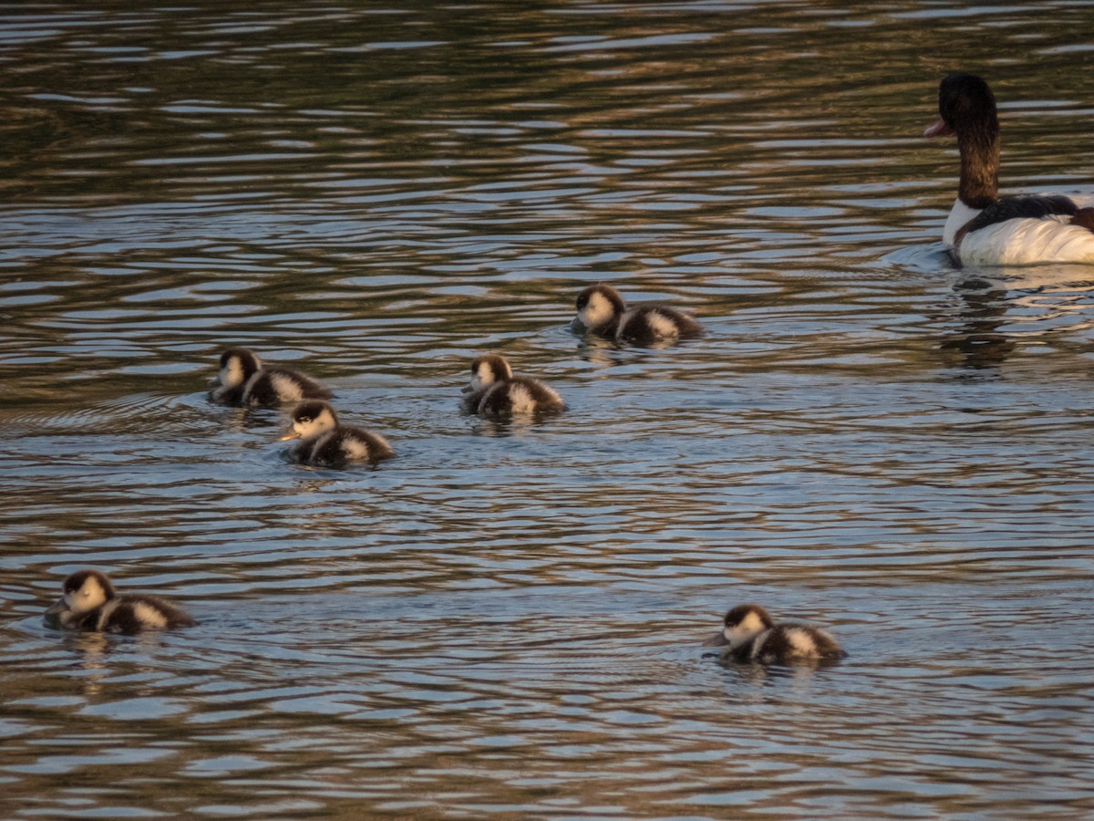 Common Shelduck - ML620666313