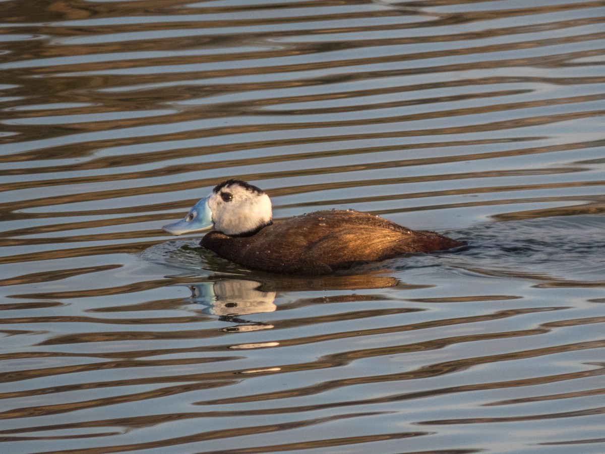 White-headed Duck - ML620666315