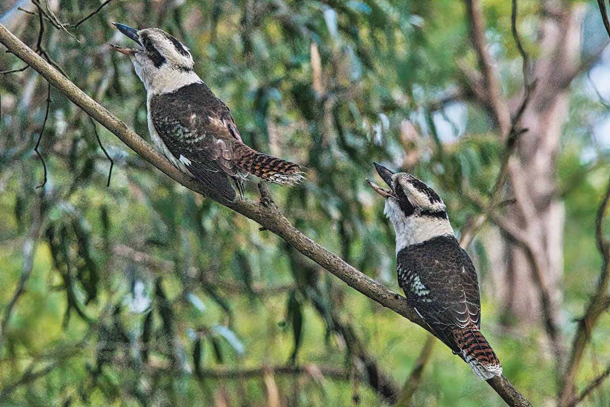 Laughing Kookaburra - ML620666318