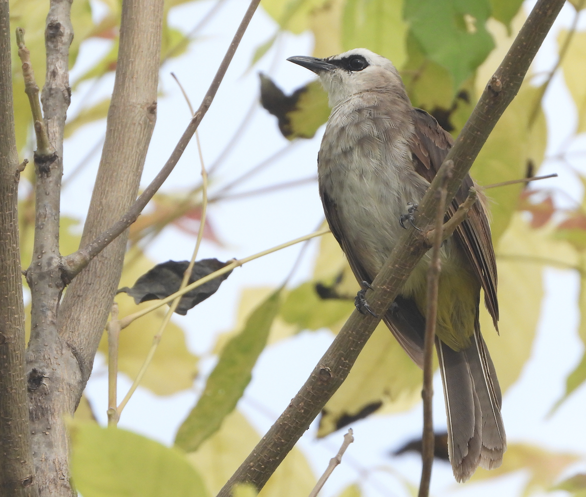 Yellow-vented Bulbul - ML620666320