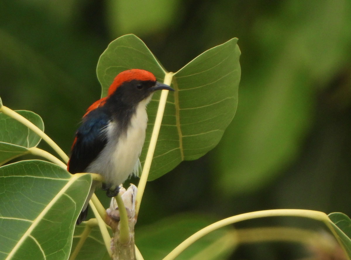 Scarlet-backed Flowerpecker - ML620666326